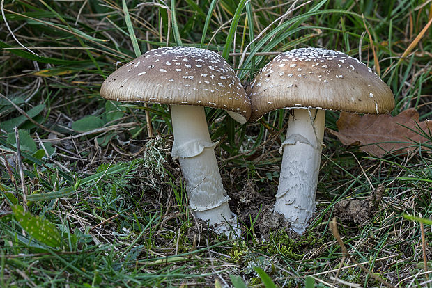 muchotrávka tigrovaná Amanita pantherina (DC.) Krombh.