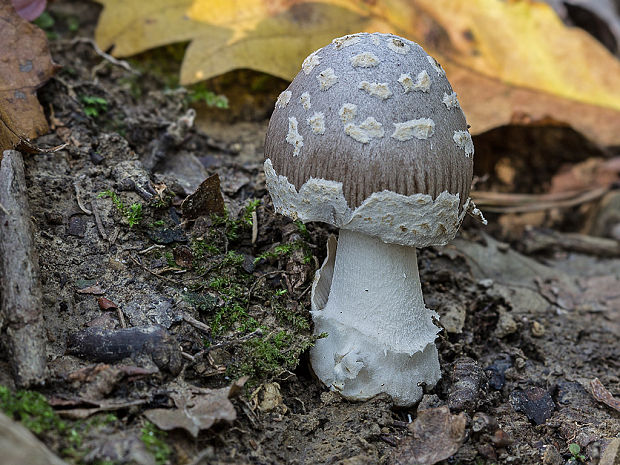 muchotrávka Amanita sp.