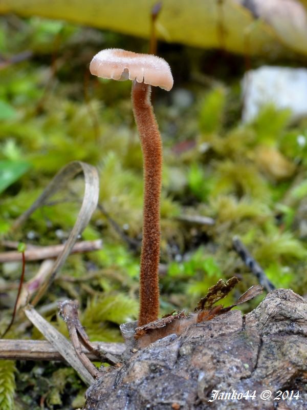 lopatovka obyčajná Auriscalpium vulgare Gray