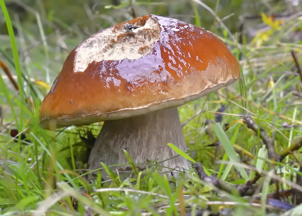 hríb smrekový Boletus edulis Bull.