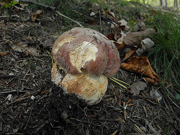 hríb sosnový Boletus pinophilus Pil. et Dermek in Pil.