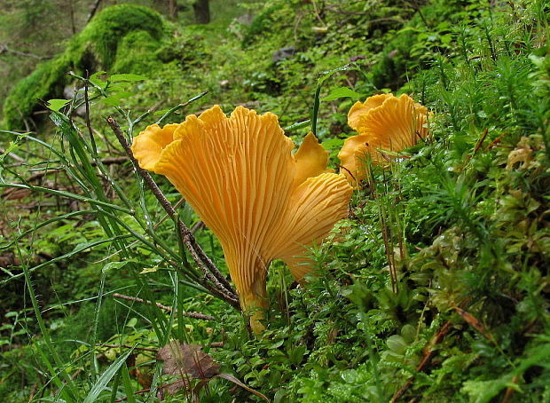 kuriatko jedlé Cantharellus cibarius Fr.