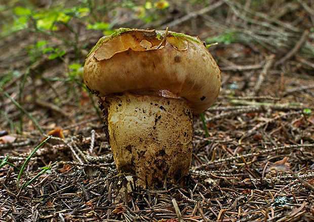 náramkovka cisárska Catathelasma imperiale (P. Karst.) Singer