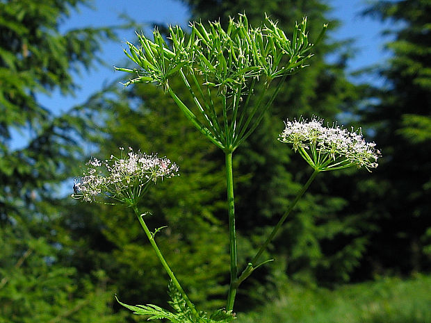 krkoška chlpatá Chaerophyllum hirsutum L.