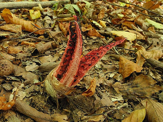 mrežovka kvetovitá Clathrus archeri (Berk.) Dring