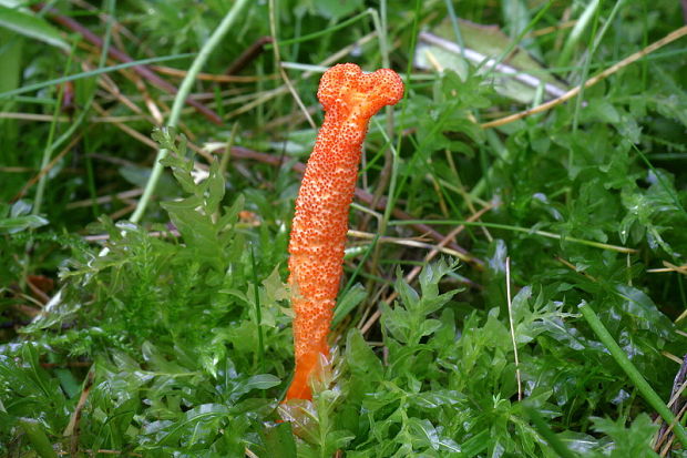 žezlovka hmyzová Cordyceps militaris (Fr.) Link