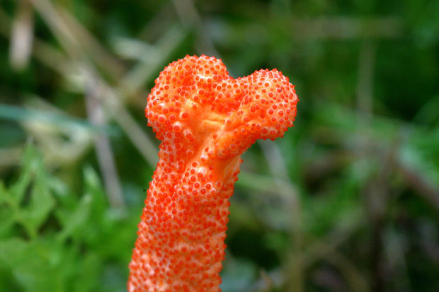 žezlovka hmyzová Cordyceps militaris (Fr.) Link