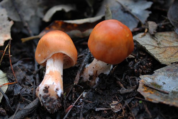 pavučinovec Cortinarius sp.