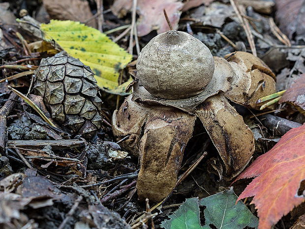 hviezdovka trojitá Geastrum triplex Jungh.