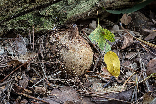 hviezdovka trojitá Geastrum triplex Jungh.