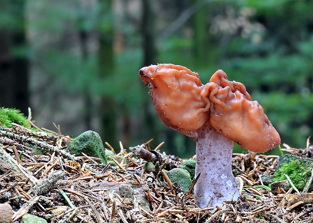 ušiak mitrovitý Gyromitra infula (Schaeff.) Quél.