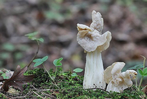 chriapač kučeravý Helvella crispa (Scop.) Fr.