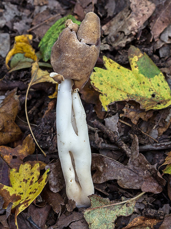 chriapač Helvella sp.