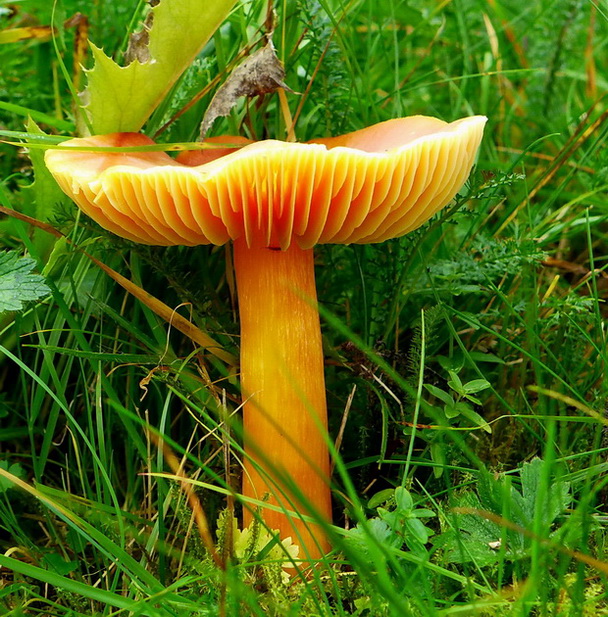 lúčnica granátovočervená Hygrocybe punicea (Fr.) P. Kumm.