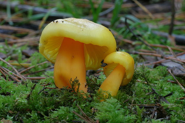 lúčnica páchnuca Hygrocybe quieta (Kühner) Singer