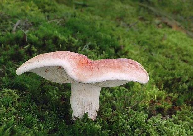 šťavnačka plávkovitá Hygrophorus russula (Schaeff.) Kauffman