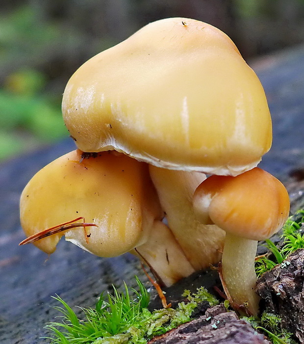 strapcovka zväzkovitá Hypholoma fasciculare (Huds.) P. Kumm.