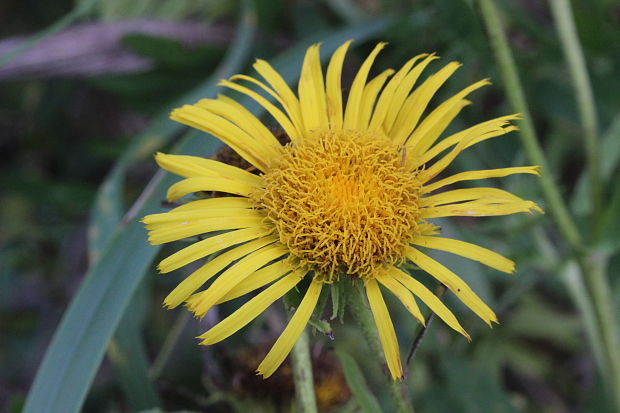 oman vŕbolistý Inula salicina L.