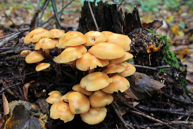 šupinačka menlivá Kuehneromyces mutabilis (Schaeff.) Singer & A.H. Sm.