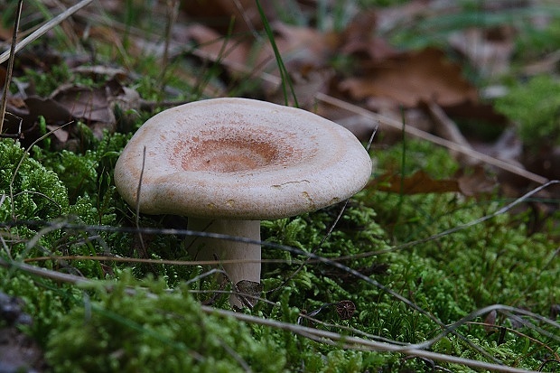 rýdzik žltomliečny Lactarius chrysorrheus Fr.