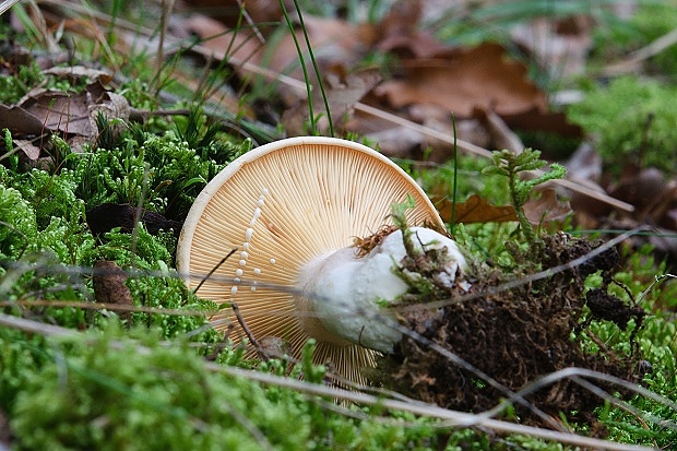 rýdzik žltomliečny Lactarius chrysorrheus Fr.