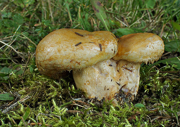 rýdzik nádherný Lactarius repraesentaneus Britzelm.