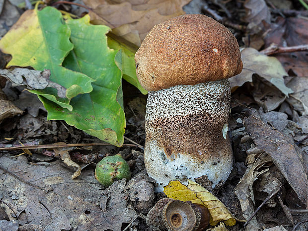 kozák dubový Leccinum aurantiacum (Bull.) Gray