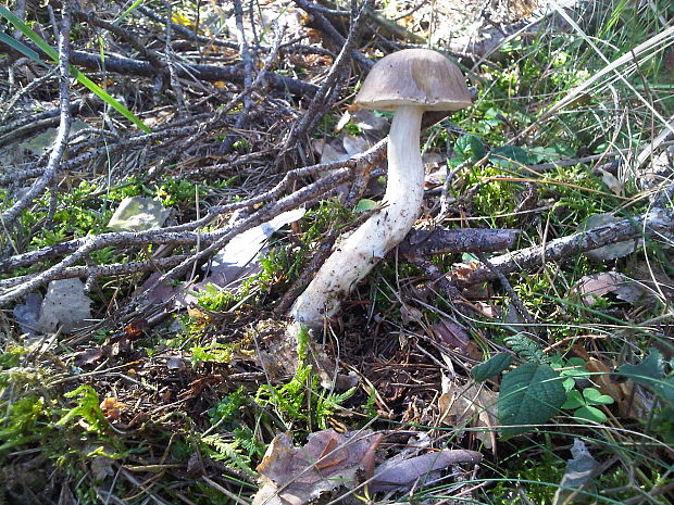 kozák brezový Leccinum scabrum (Bull.) Gray