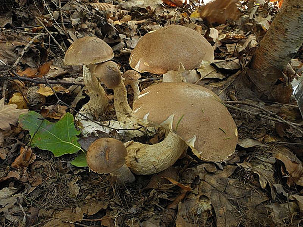 kozák brezový Leccinum scabrum (Bull.) Gray