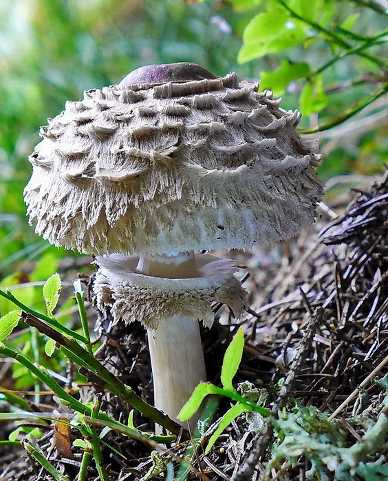 bedľa hustošupinatá Leucoagaricus nympharum (Kalchbr.) Bon