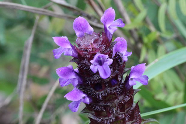 čiernohlávok obyčajný Prunella vulgaris L.