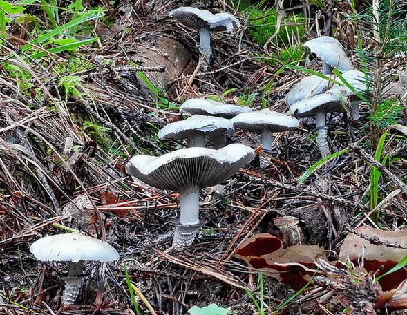 golierovka zelenkastá Stropharia aeruginosa (Curtis) Quél.