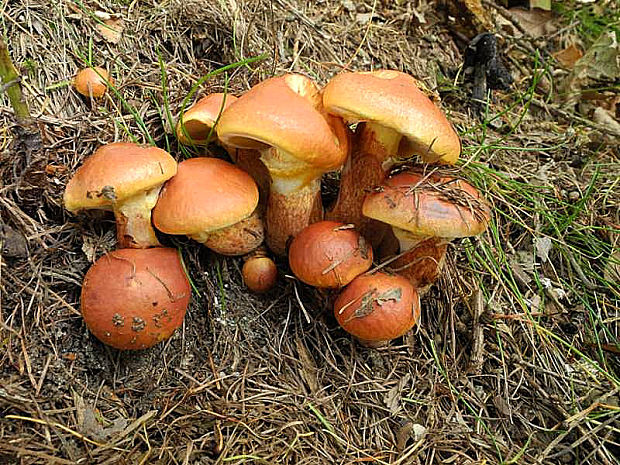 masliak smrekovcový Suillus grevillei (Klotzsch) Singer