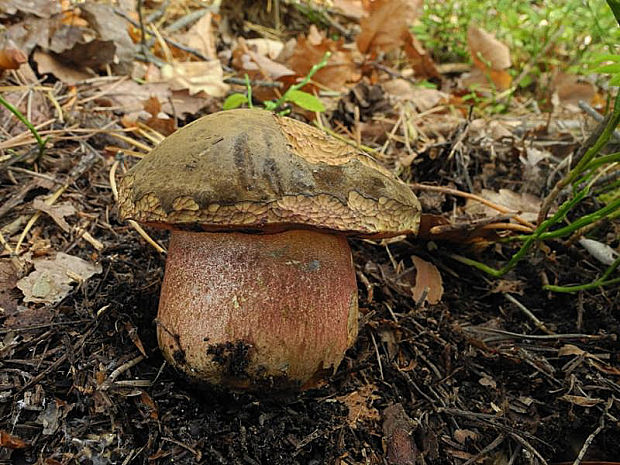 hríb zrnitohlúbikový Sutorius luridiformis (Rostk.) G. Wu & Zhu L. Yang