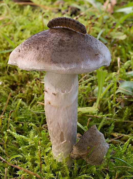 čírovka vŕbová Tricholoma cingulatum (Almfelt) Jacobashch