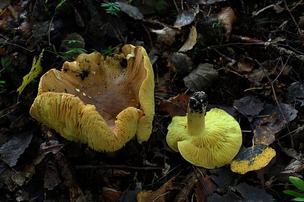 čírovka Tricholoma sp.