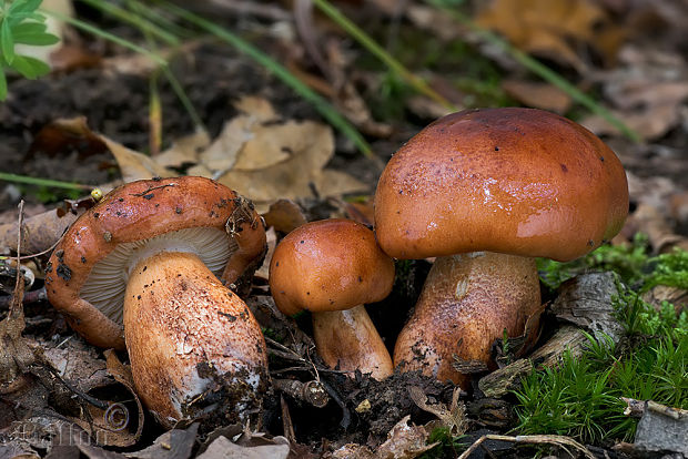 čírovka slizká Tricholoma ustaloides Romagn.