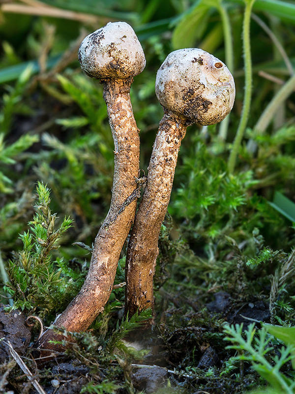 stopkovec Tulostoma sp.