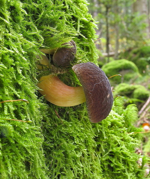 suchohríb zamatový Xerocomellus pruinatus (Fr.) Šutara