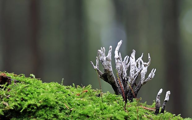 drevnatec parohatý Xylaria hypoxylon (L.) Grev.