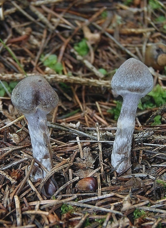 pavučinovec vrchoviskový Cortinarius paleaceus (Weinm.) Fr.