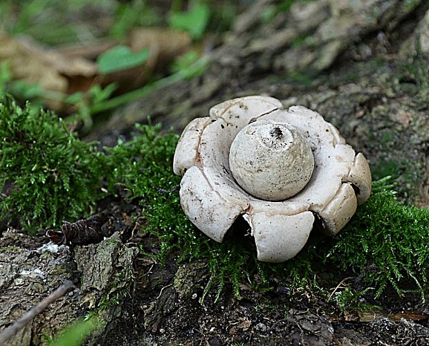 hviezdovka fľaškovitá Geastrum lageniforme Vittad.