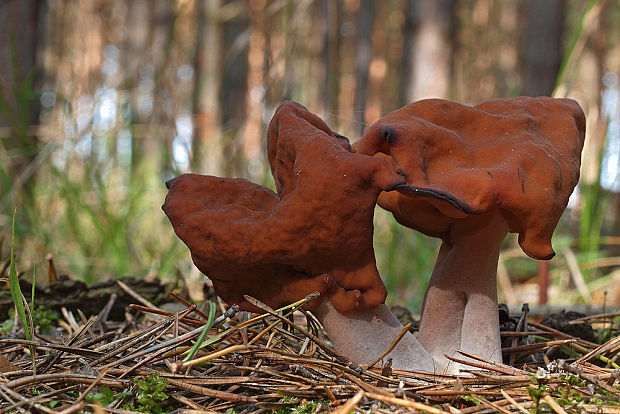 ušiak mitrovitý Gyromitra infula (Schaeff.) Quél.