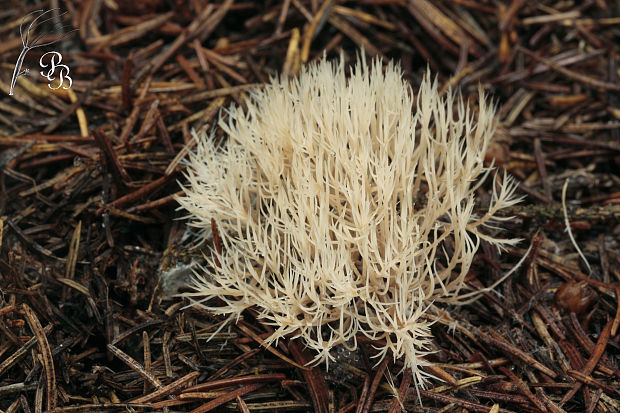 štetinačka bledookrová Pterula multifida (Chevall.) Fr.