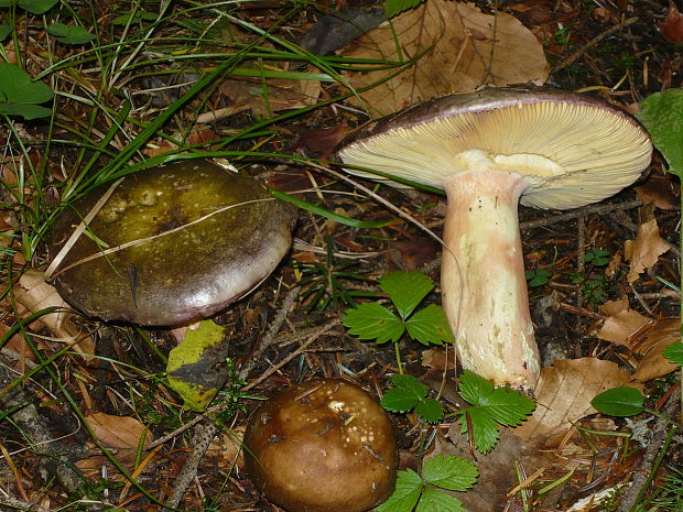 plávka olivová Russula olivacea (Schaeff.) Fr.