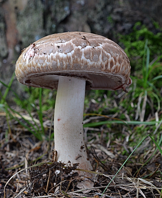 pečiarka Agaricus sp.