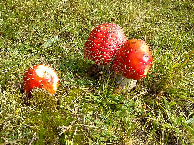 muchotrávka krásna :D Amanita sp.