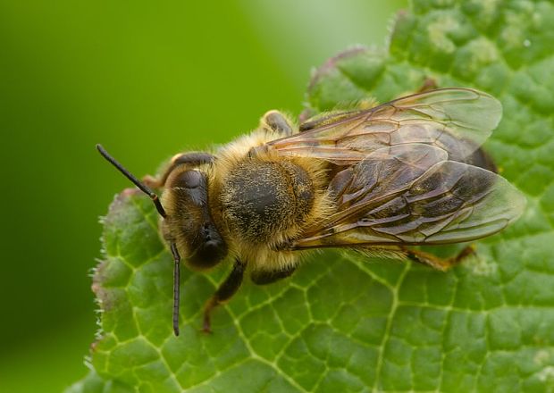 včela medonosná Apis mellifera