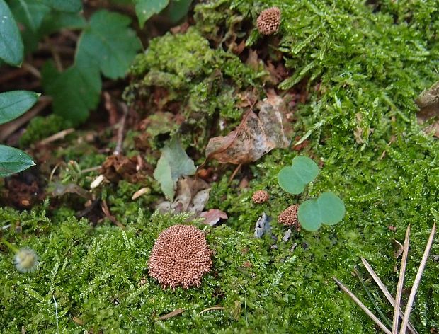 mištička Arcyria sp.