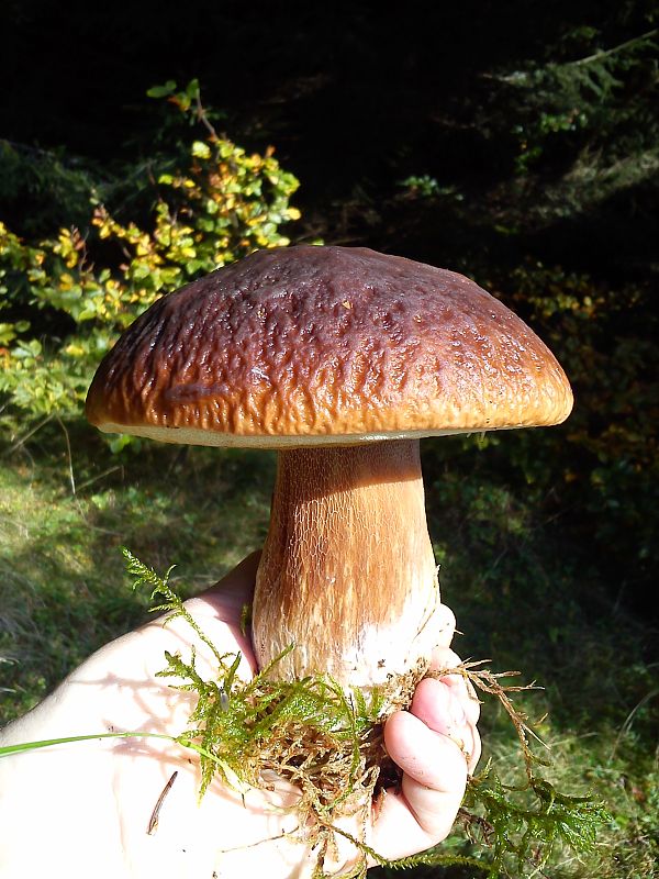 hríb smrekový Boletus edulis Bull.